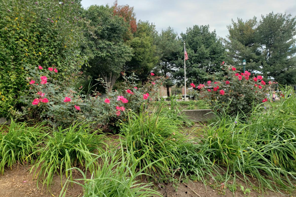 Alumni Park-Town Green