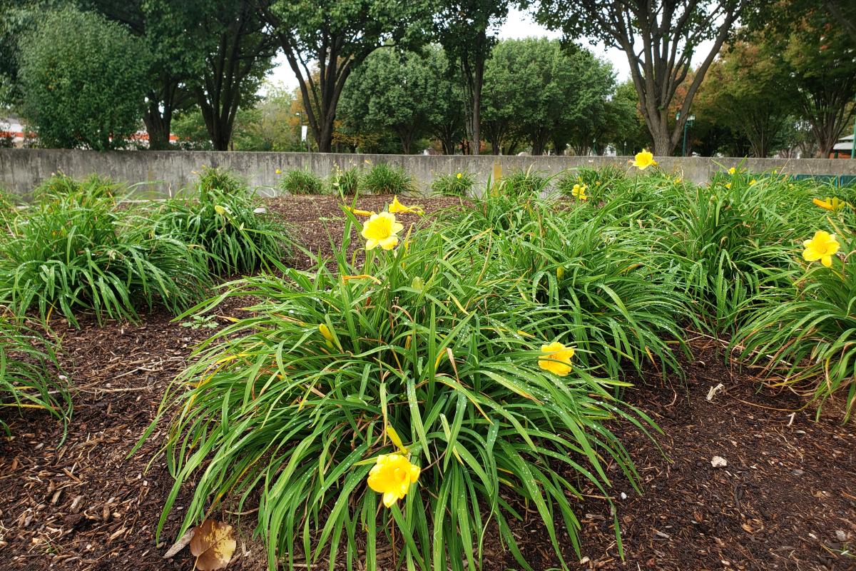 Alumni Park-Town Green