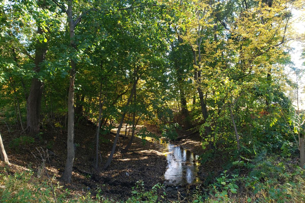 McAuliffe Park