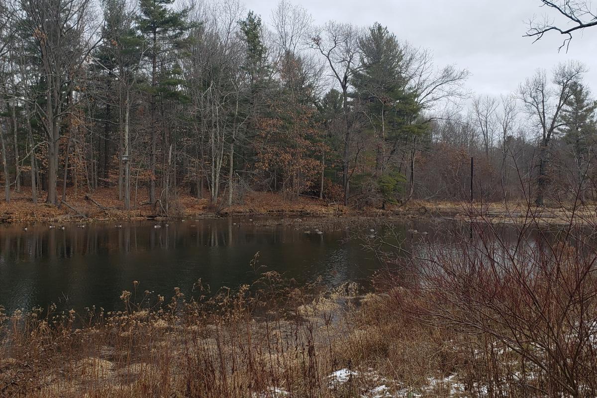 Pond