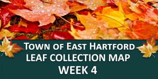 leaf collection week 4