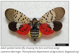 Invasive Species Spotted Lanternfly Alert