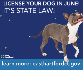 License Your Dog in June!