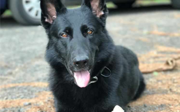 East Hartford Police Department’s K9 Capo to Get Donation of Body Armor