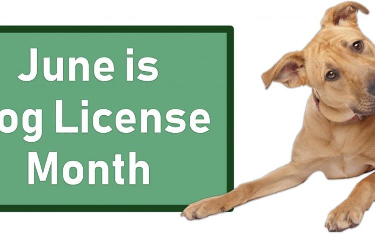 june is dog license 