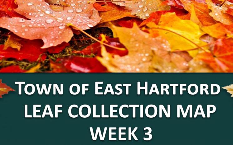 leaf collection week 3