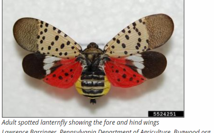 Invasive Species Spotted Lanternfly Alert