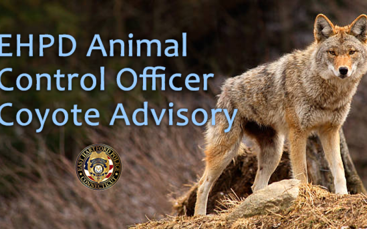 East Hartford Police Department’s Animal Control Office Has Issued a Coyote Advisory
