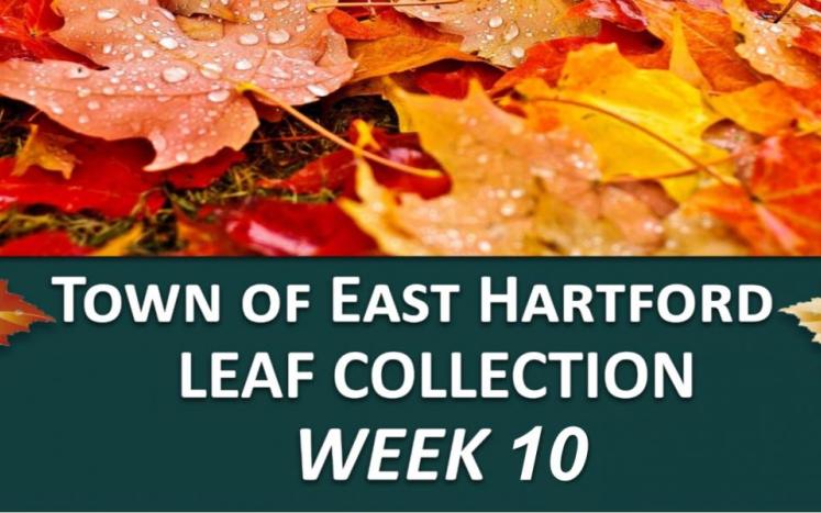 leaf week 10