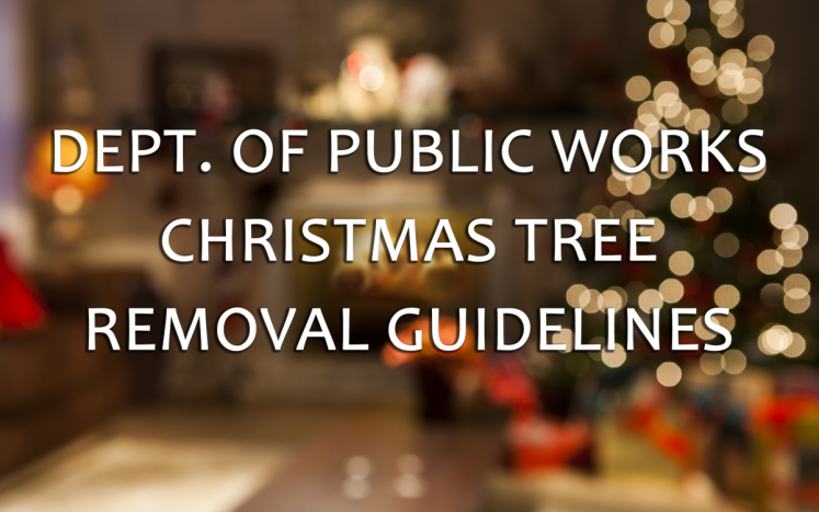 Christmas Tree Removal Guidelines
